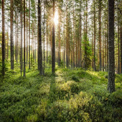 Svenska Cellulosa Aktiebolaget