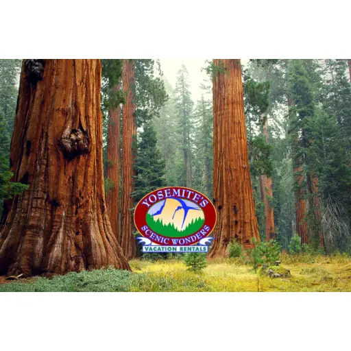 Yosemite's Scenic Wonders