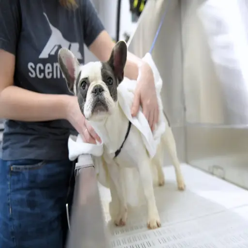 scenthound.com