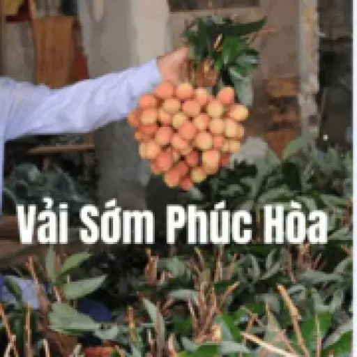 Vải Sớm Phúc Hòa