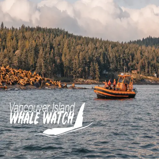 Vancouver Island Whale Watch