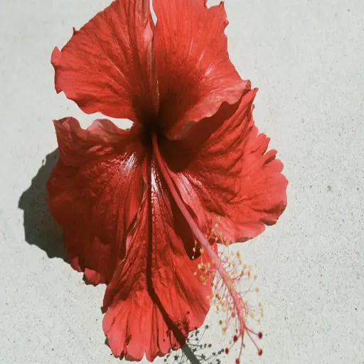 welikebali.com