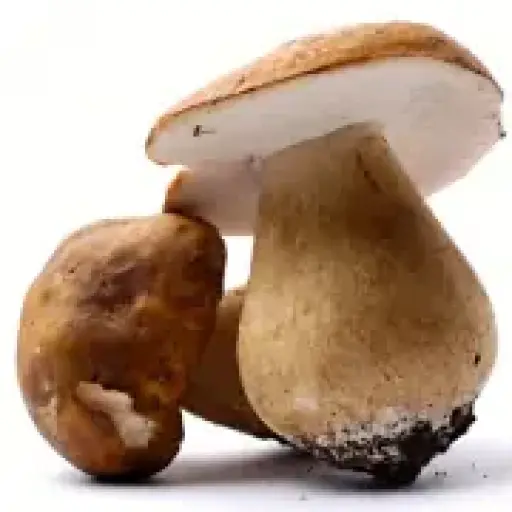 Wild Food UK