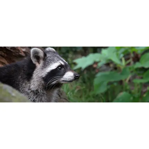 Wildlife X Team