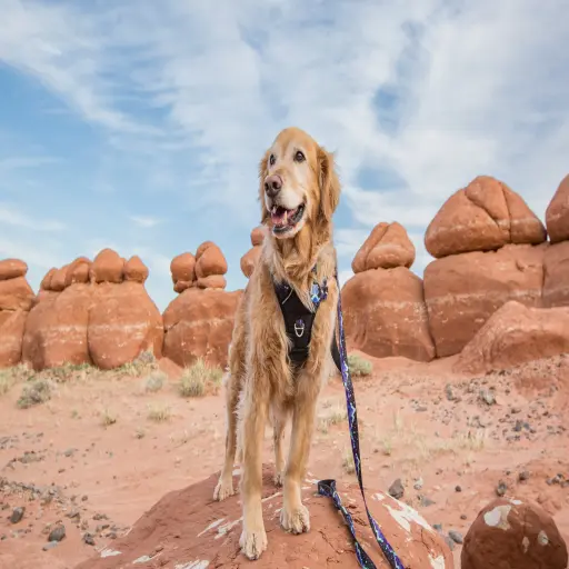 Wildsidedoggear